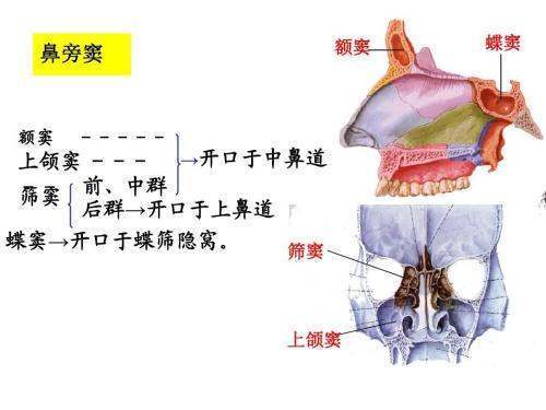 鼻旁窦名词解释