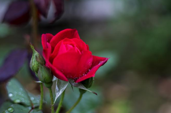 月季花的花语和寓意是什么？