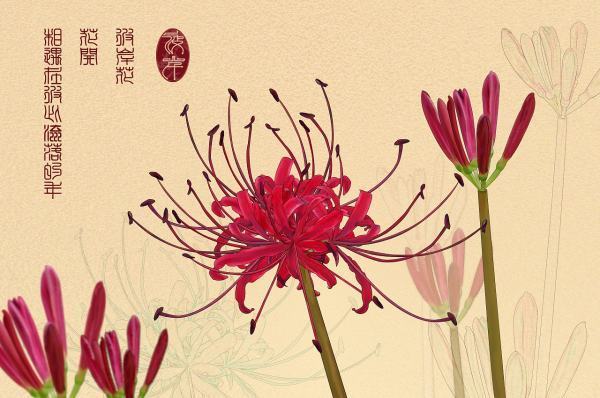 彼岸花开的含义是什么？