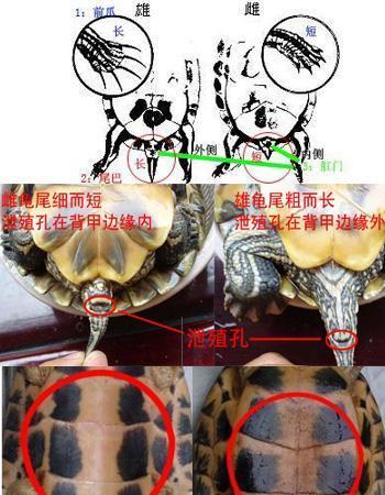 巴西龟如何分公母