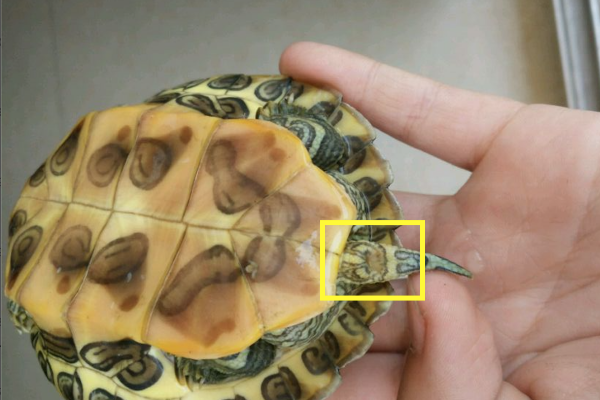 巴西龟怎么分公母图解 最佳分辨方法在此