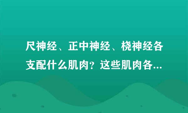 尺神经、正中神经、桡神经各支配什么肌肉？这些肌肉各负责什么运动？