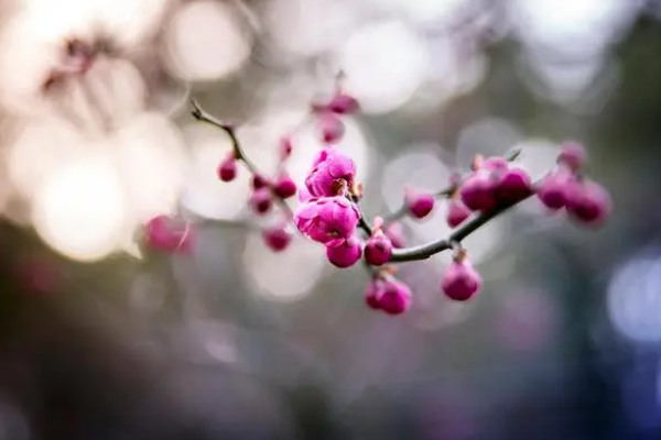 花的种类大全来自及名字