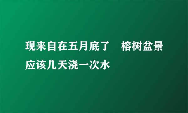 现来自在五月底了 榕树盆景应该几天浇一次水