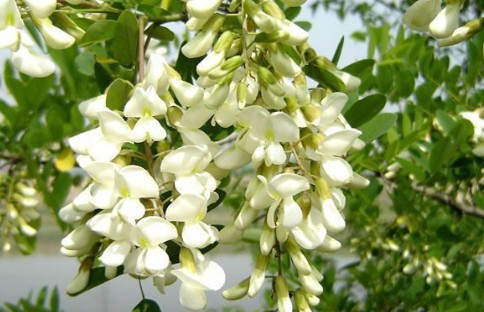 只喝槐花茶有什么用