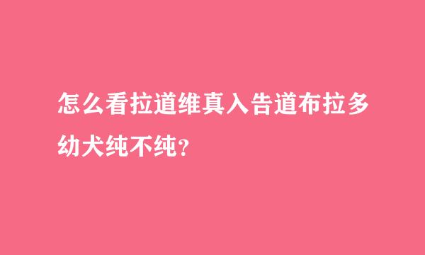 怎么看拉道维真入告道布拉多幼犬纯不纯？