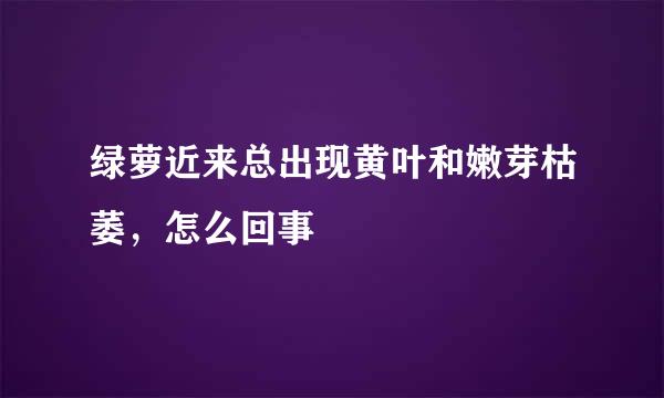 绿萝近来总出现黄叶和嫩芽枯萎，怎么回事