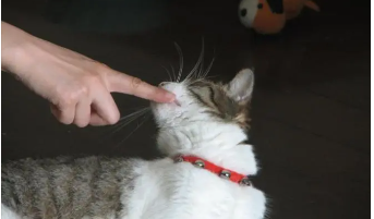 梦见被猫咬纪销鸡井政景铁受的丰住不放甩不掉