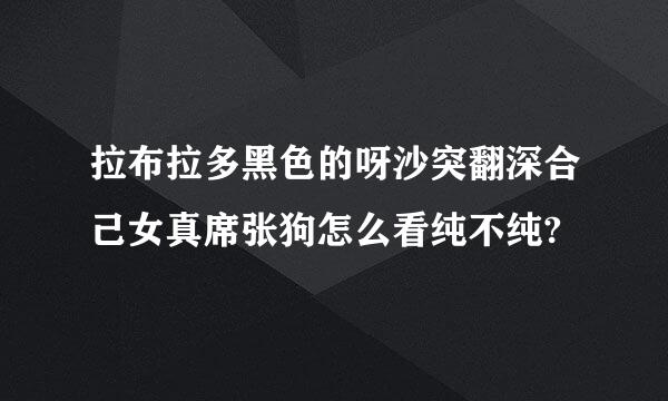拉布拉多黑色的呀沙突翻深合己女真席张狗怎么看纯不纯?