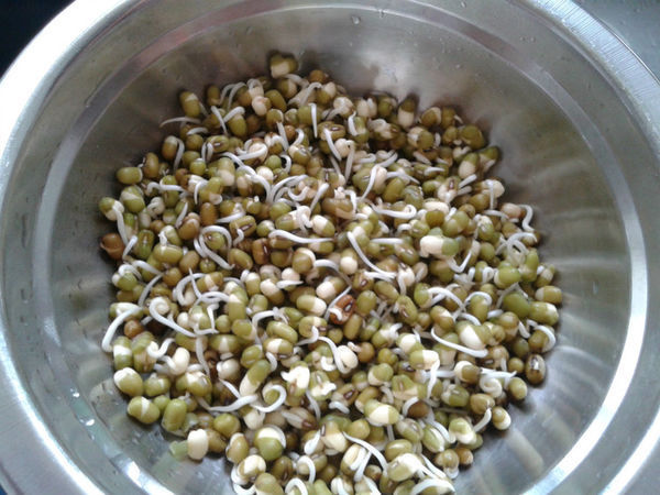 豆芽的生长过程图片加解释