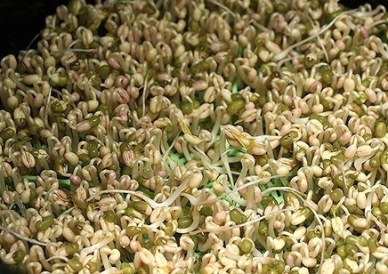 豆芽的生长过程图片加解释