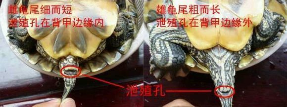 小乌龟怎样分公母要图片最好？
