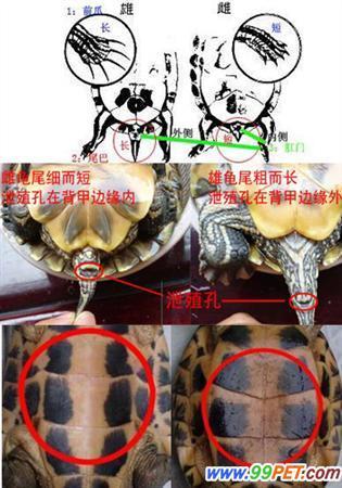 小乌龟怎样分公母要图片最好？