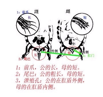 小乌龟怎样分公母要图片最好？