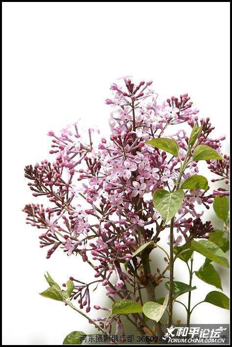 丁香花菩提树的介绍