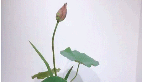 如何成为一名花艺师