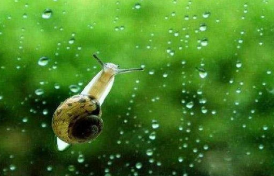 雨的四季与四季的雨有什么区别