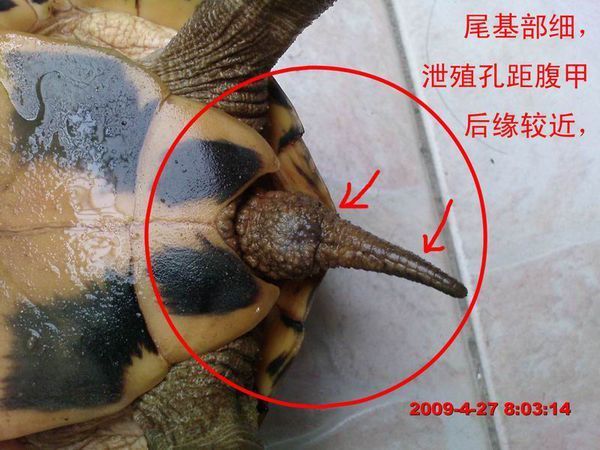 小乌龟怎样分公母要图片最好？