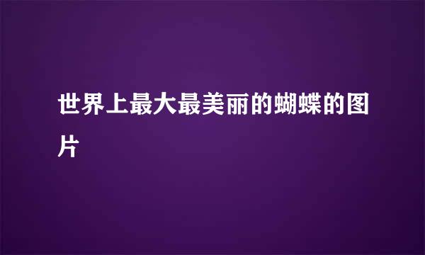 世界上最大最美丽的蝴蝶的图片