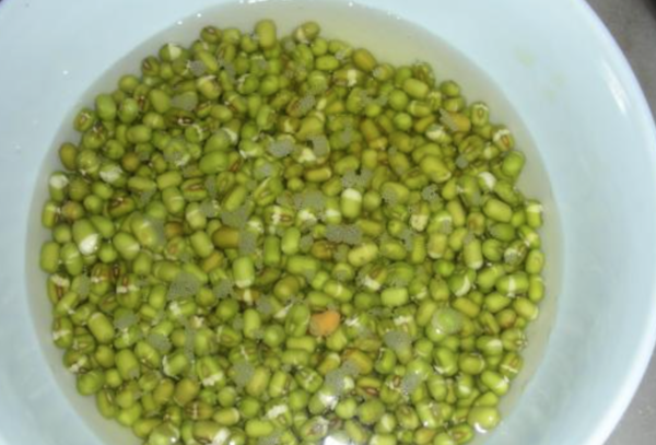 豆芽的生长过程图片加解释