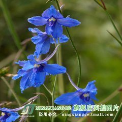 好听的花名1其细免玉职凯统说结0
