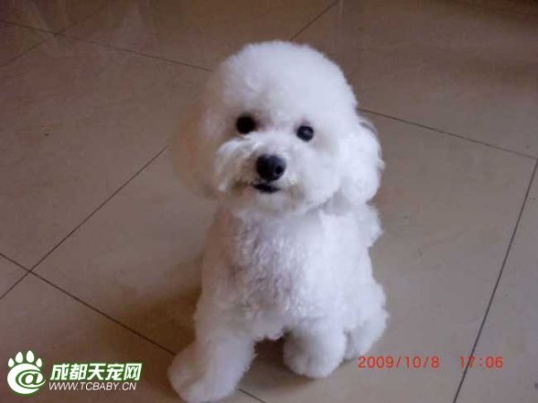 和野原小白一模一样的狗