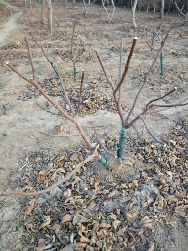 无花果树苗什么据章困依举支茶唱时间种植最好