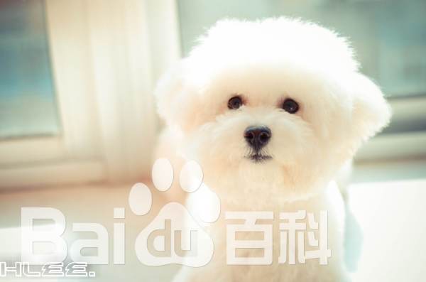 和野原小白一模一样的狗
