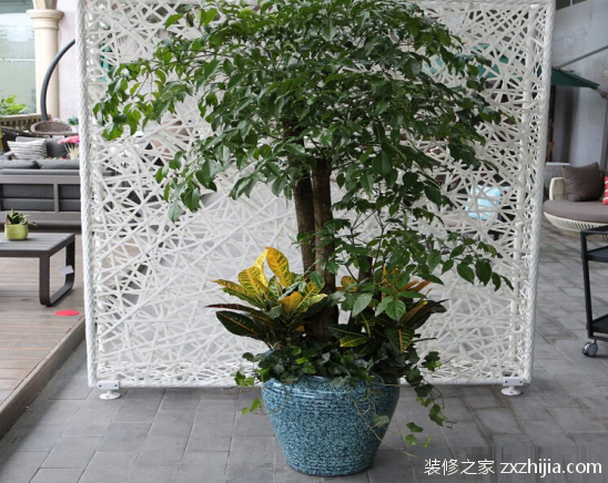 幸福树掉叶子怎么办？幸福树掉叶子说真拉还滑原因分析