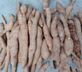 牛大力树图片