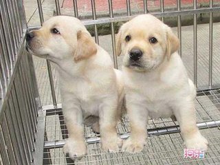 拉布拉多犬多少钱一只
