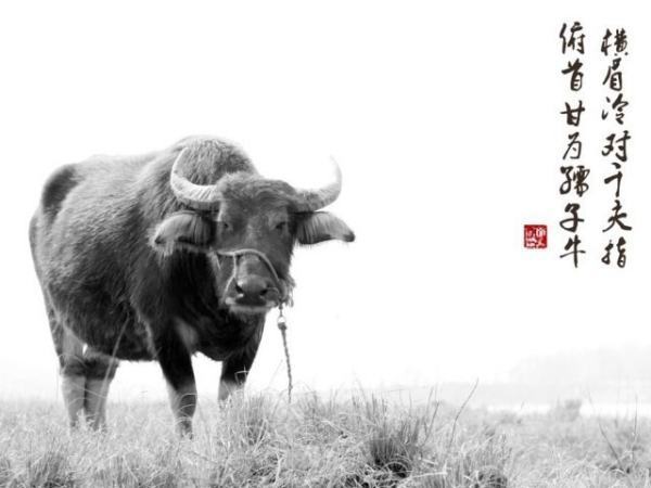 俯首甘为孺子牛 是什么意思？