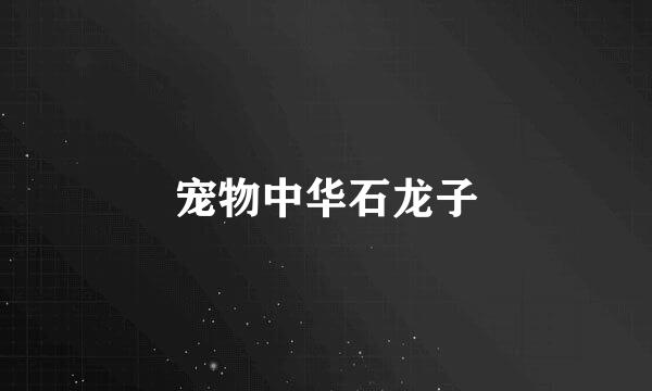 宠物中华石龙子
