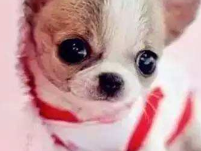 为什么茶杯犬不能养？