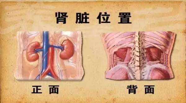 男人的肾在什么位置