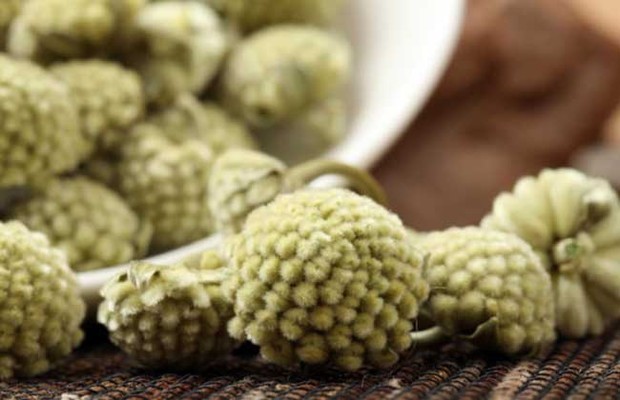 绿萝花切价守更茶的功效与作用