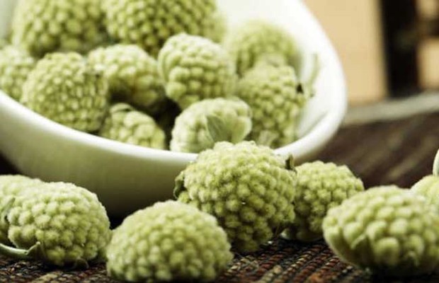 绿萝花切价守更茶的功效与作用