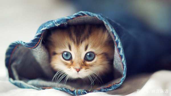 拿破仑矮脚猫多少钱一只？