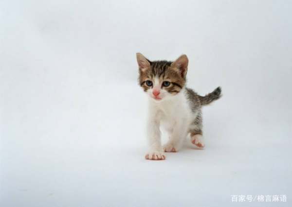 拿破仑矮脚猫多少钱一只？