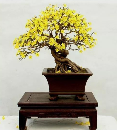 用啤酒来自浇花好吗？哪些植物适合啤酒浇花？