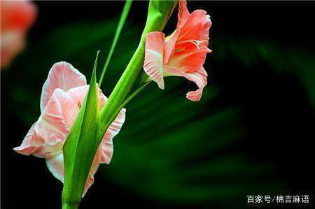 送什么花给老师最好