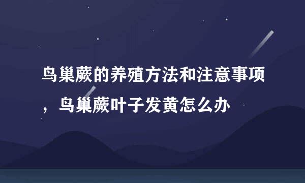 鸟巢蕨的养殖方法和注意事项，鸟巢蕨叶子发黄怎么办