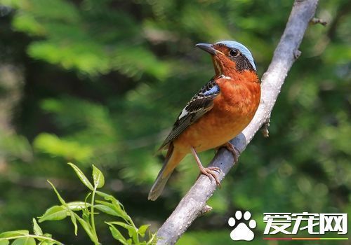 白喉矶鸫饲养 饲养白喉矶鸫的饲料要求
