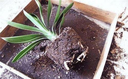 什么令棉盾利花适合用松针土？