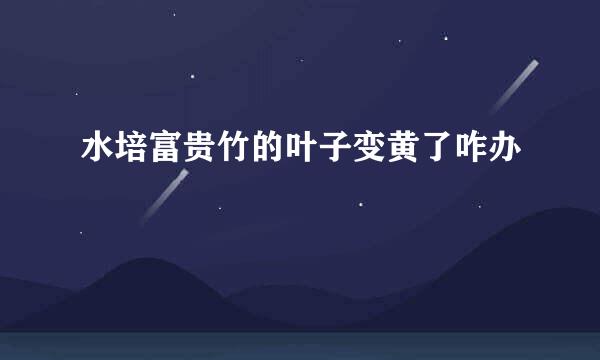 水培富贵竹的叶子变黄了咋办