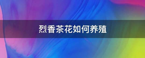 烈香茶花如来自何养殖