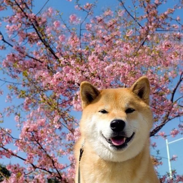 谁有些柴犬做头像的照片