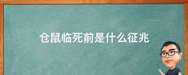 仓鼠临死前是什么征兆