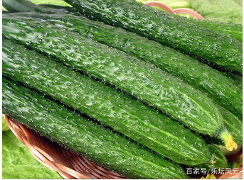 减肥食物有哪些来自?