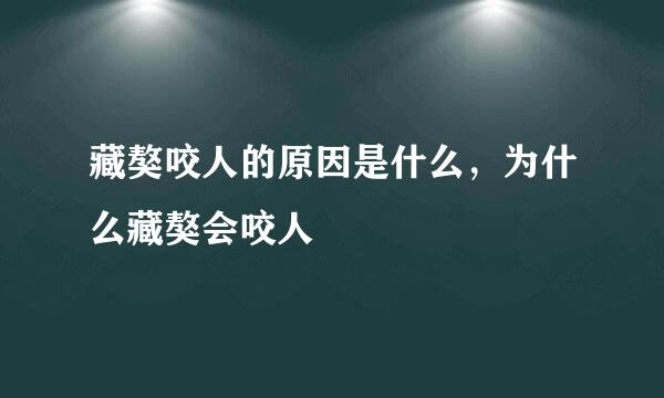 藏獒咬人的原因是什么，为什么藏獒会咬人